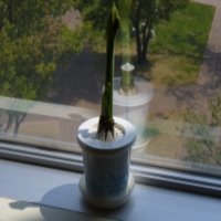 Amaryllis.jpg