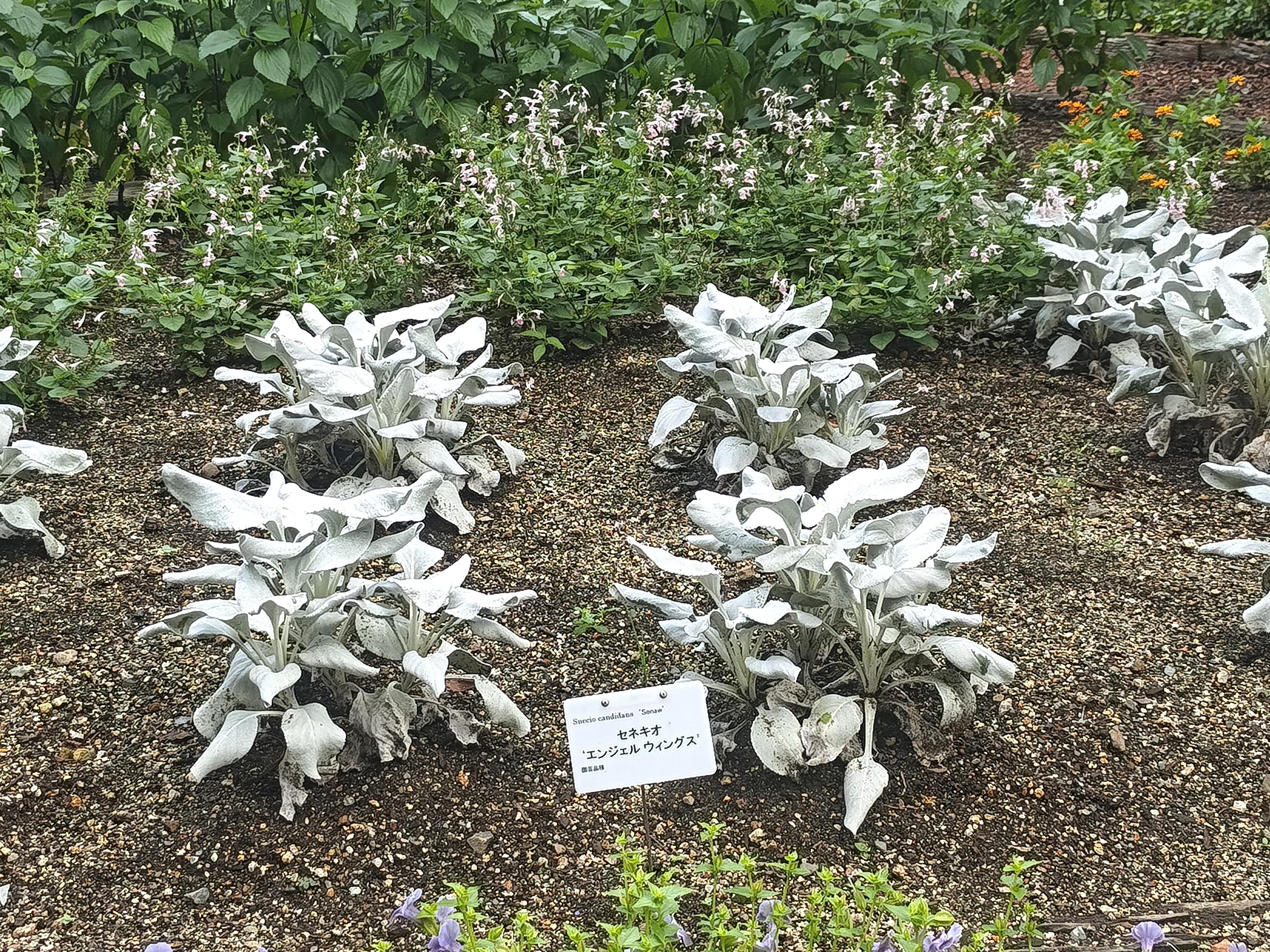 1000825305.jpg