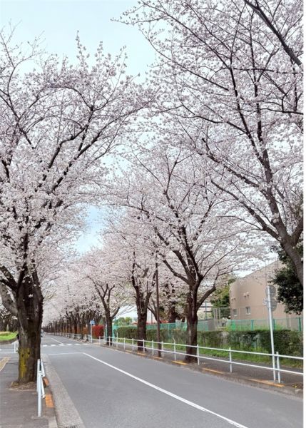 桜並木の写真