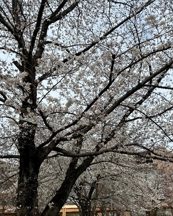 桜の写真