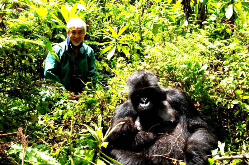マウンテンゴリラと山極氏の写真