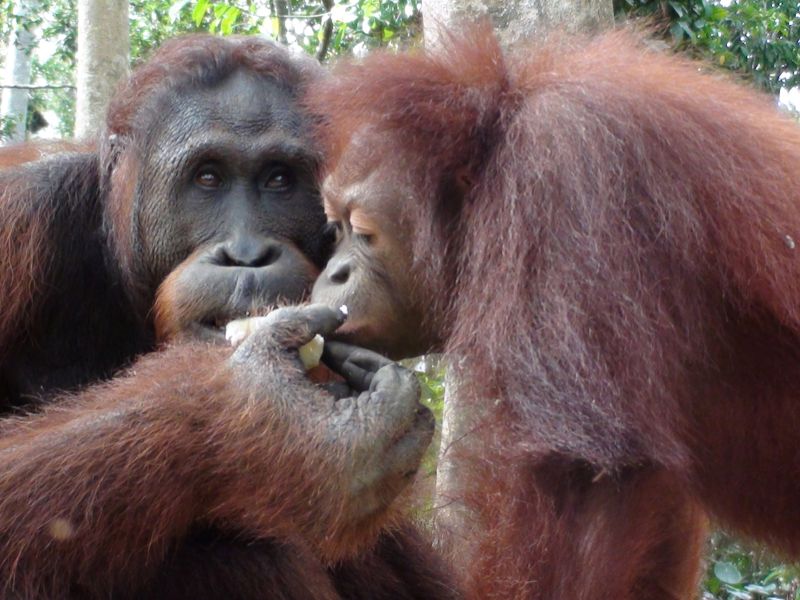 オランウータンの写真