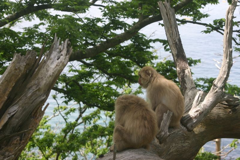 木の枝に腰を掛ける2頭のサル