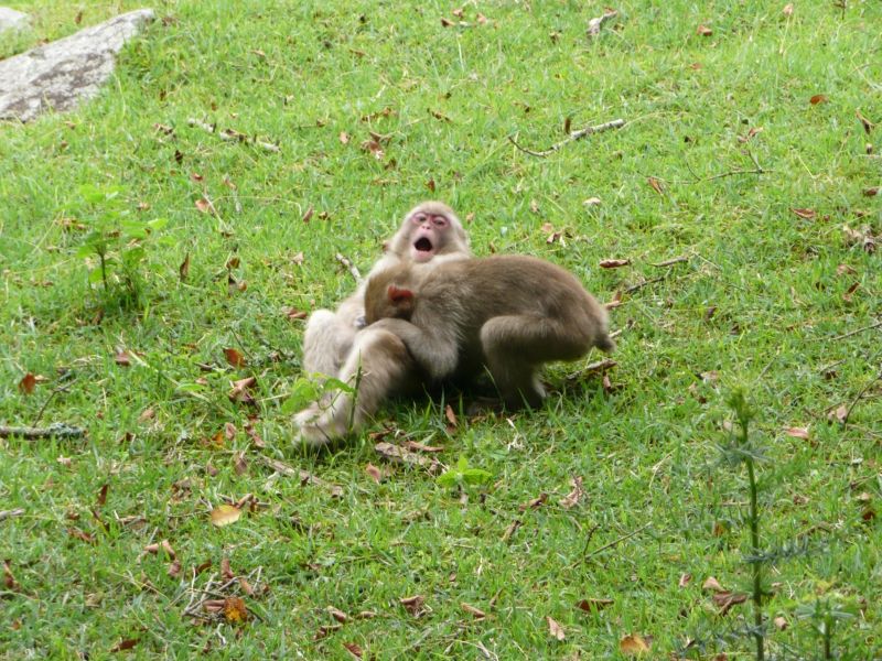じゃれ合う2頭の子ザル