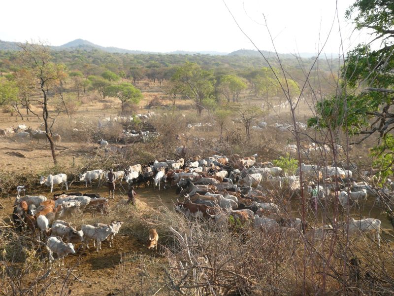 牛の群れと牧畜民