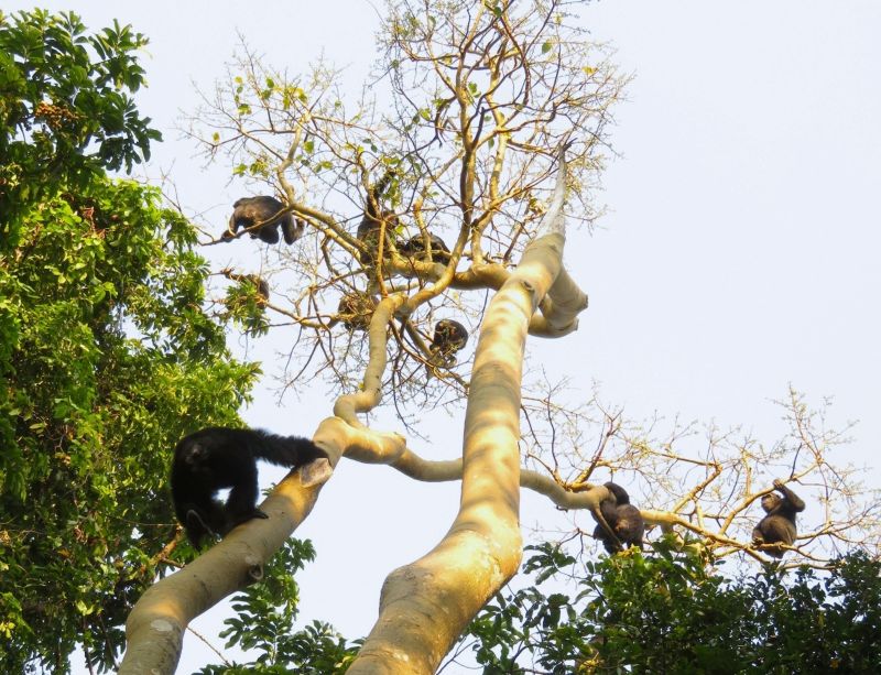 木に登って果実を食べる7，8頭のチンパンジー