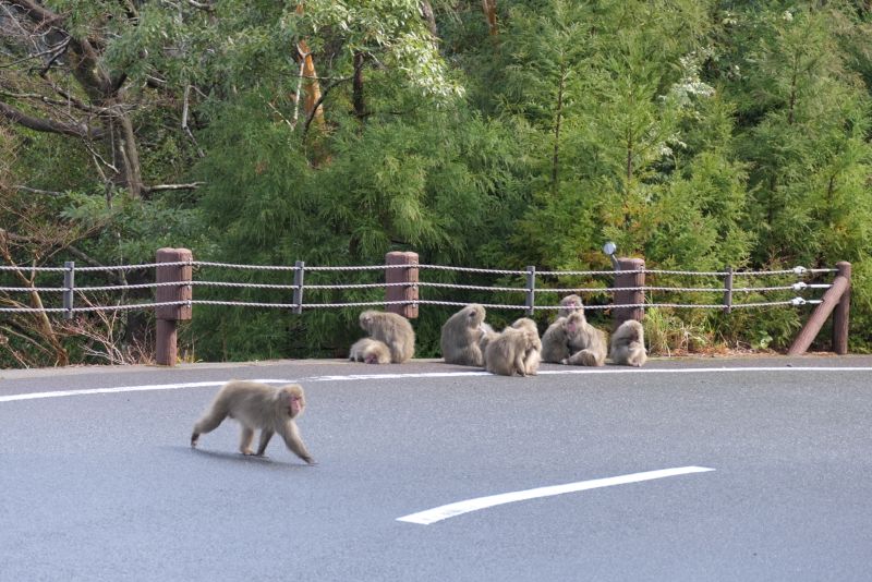 道路脇で毛づくろいをするサルの群れと、車道に飛び出す1匹のサル