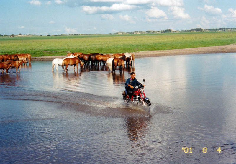 川岸で水を飲む馬群と、川を渡るバイクの男性