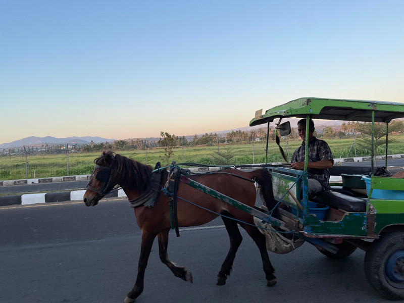 スンバワ島の馬と人