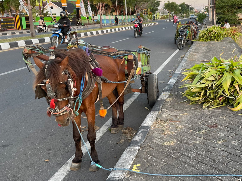 スンバワ島の馬と人
