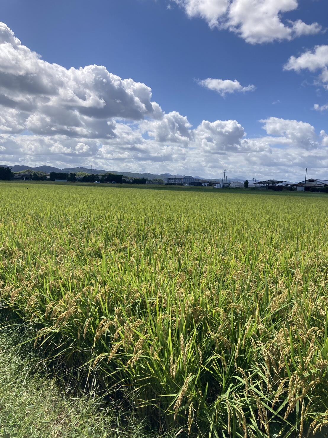 出雲の田園風景